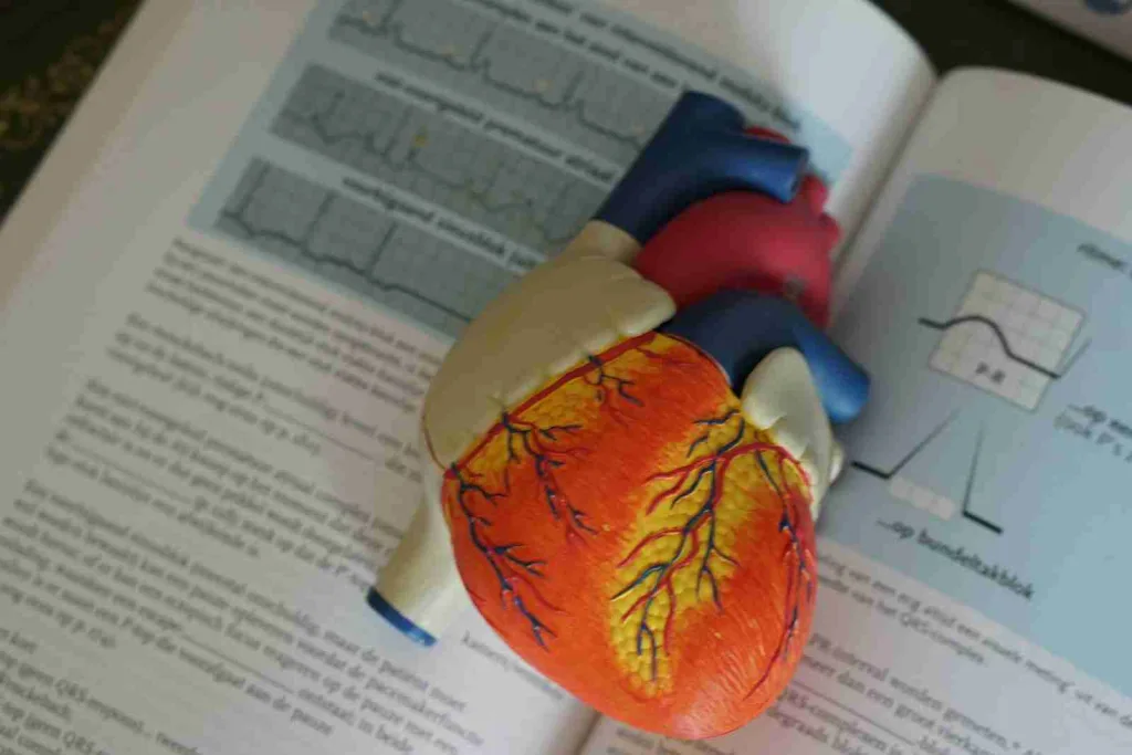 23 Fun Facts About Potassium | Mood Booster 2 human heart illustration