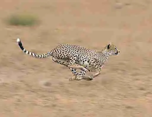 fun facts about a cheetah