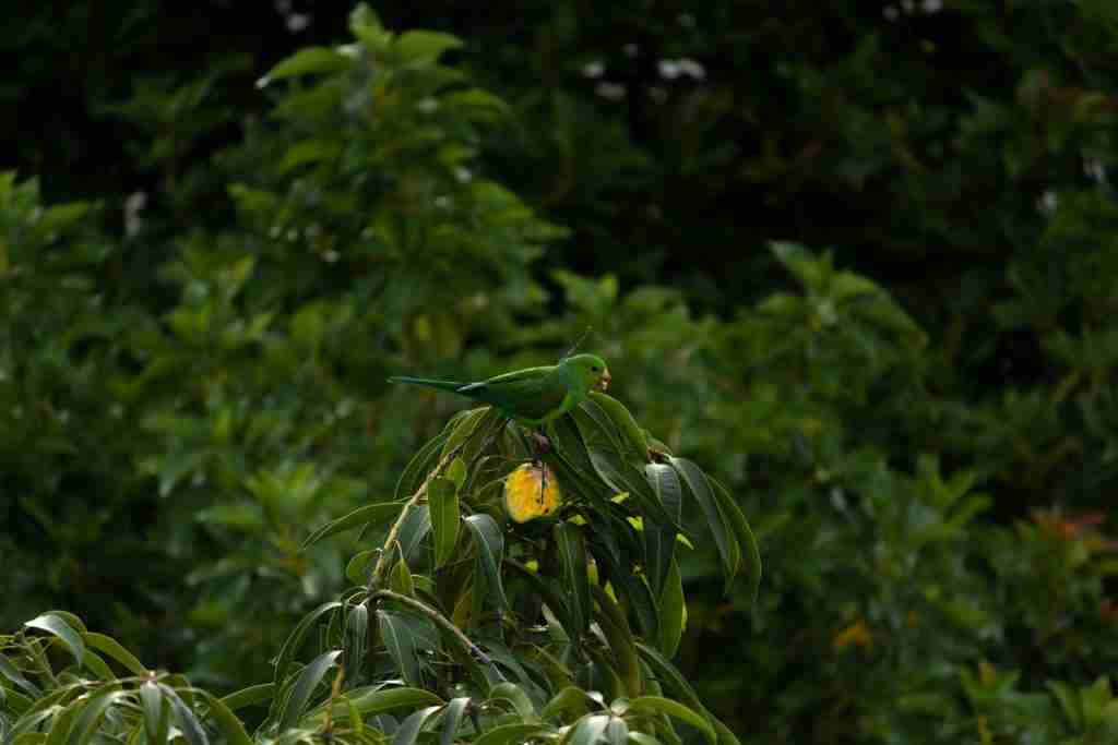 25 Interesting Facts About Fruits That Will Amaze You 2 yellow bird on green plant during daytime