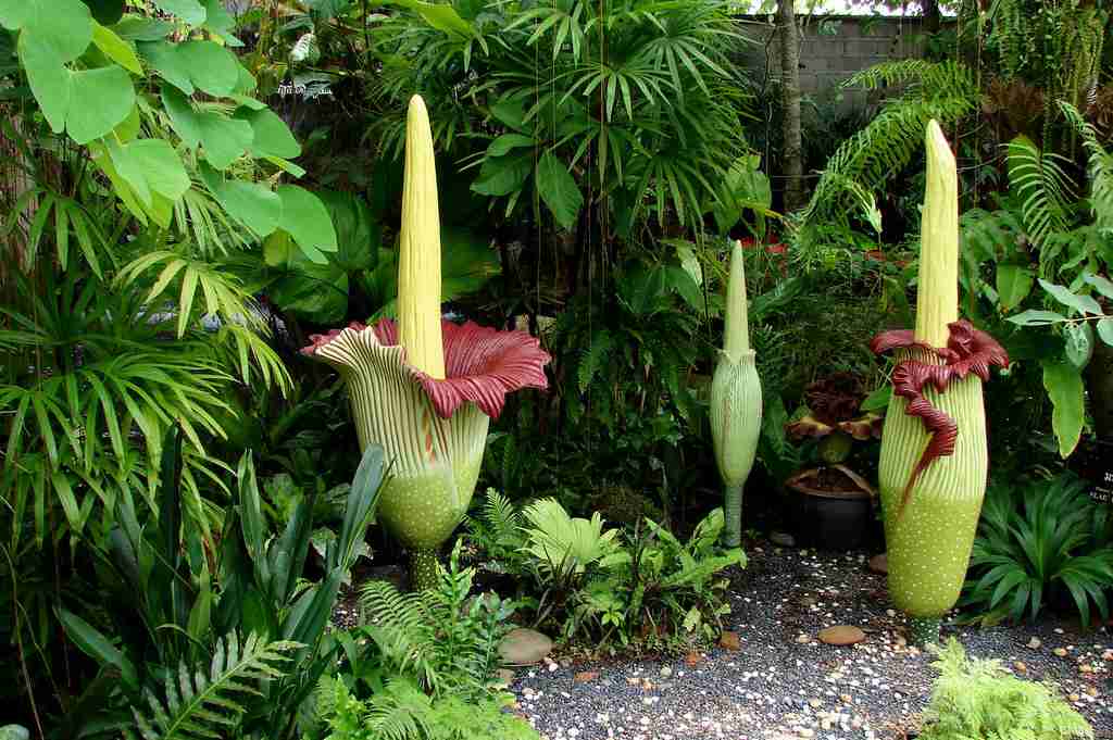 21 Fun Facts About Trees That Will Blow Your Mind 1 Titan Arum flower