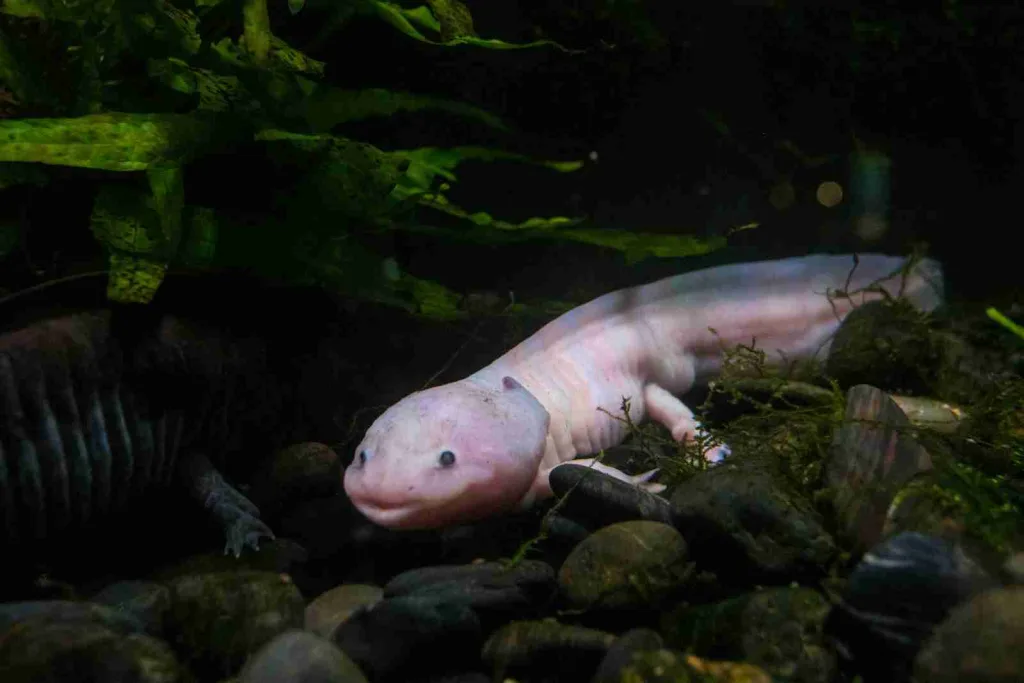 26 Fun Facts about Axolotl | Why They Never Grow Up 3 a white and black animal laying on top of rocks