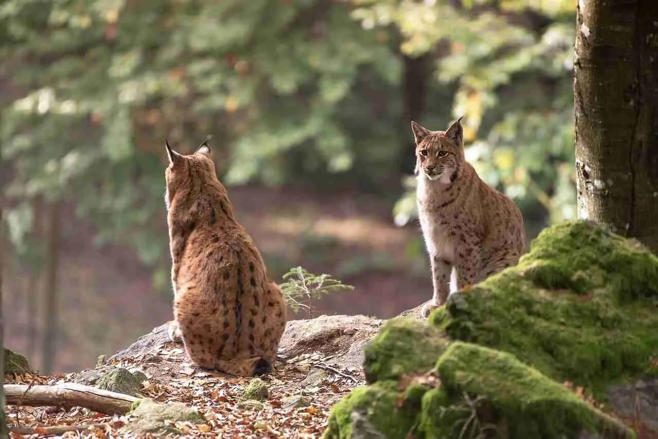 Two bobcats are looking at each other showcasing interesting facts about bobcats.