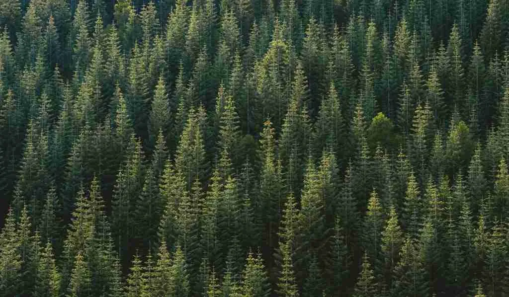 21 Fun Facts About Trees That Will Blow Your Mind 6 aerial photography of forest