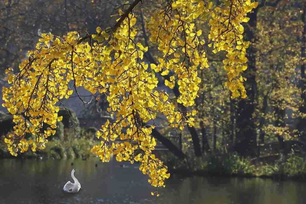 21 Fun Facts About Trees That Will Blow Your Mind 3 ginkgo, leaves, fall