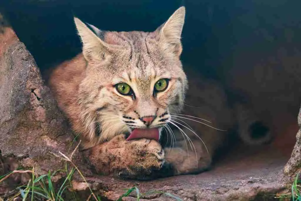 a close up of a cat laying on the ground
