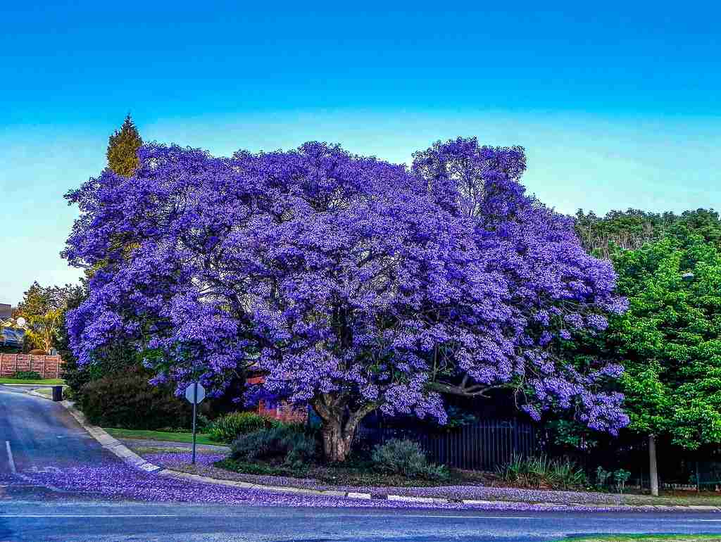 21 Fun Facts About Trees That Will Blow Your Mind 2 A beautiful purple tree in the middle of the road showcasing fun facts about trees