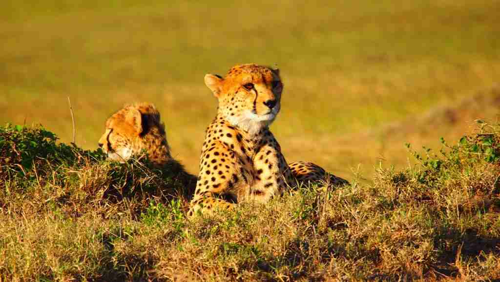fun facts about a cheetah