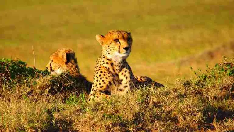 fun facts about a cheetah
