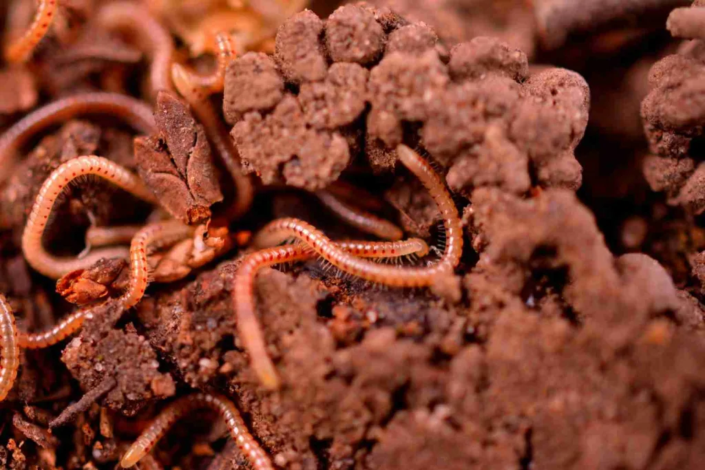 26 Fun Facts about Worms | Tiny Titans 1 brown and black abstract painting : Fun Facts about Worms