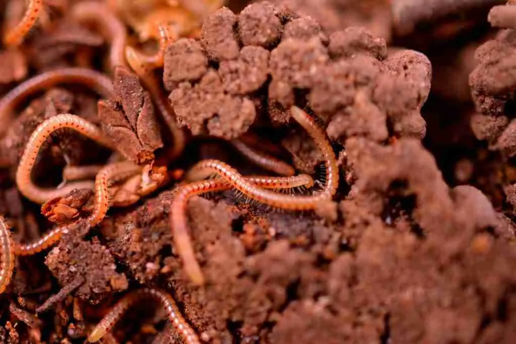 brown and black abstract painting : Fun Facts about Worms