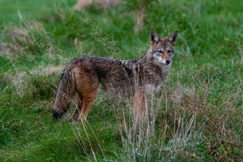 27 Fun Facts About Coyote | Expanding Territories 1 animal standing on grass during day