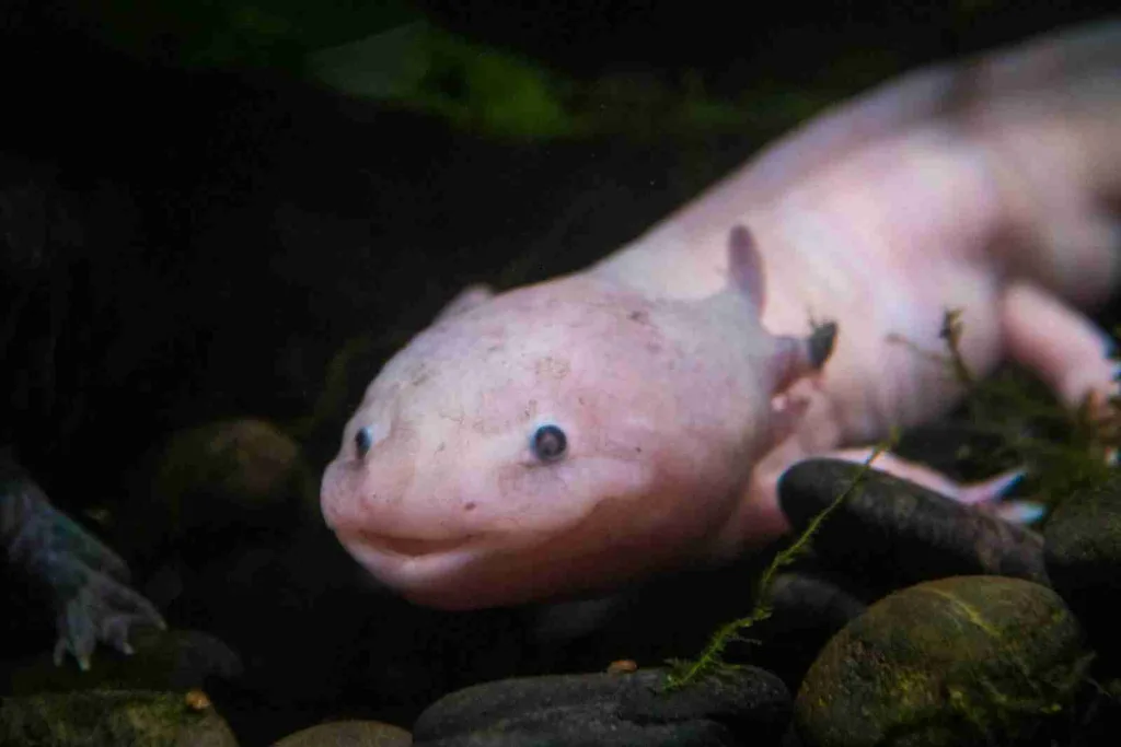26 Fun Facts about Axolotl | Why They Never Grow Up 2 a close up of an animal on a bed of rocks