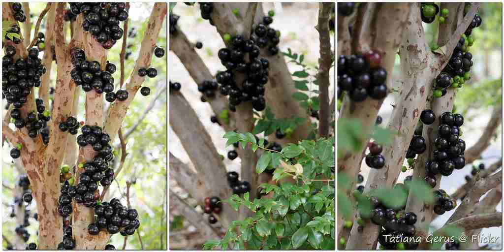 25 Interesting Facts About Fruits That Will Amaze You 5 Black color fruits on trees trunks. showcasing interesting facts about fruits.
