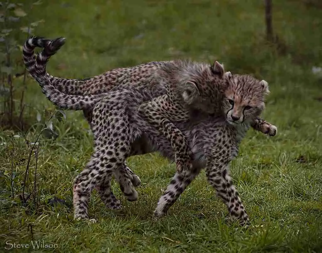 fun facts about a cheetah