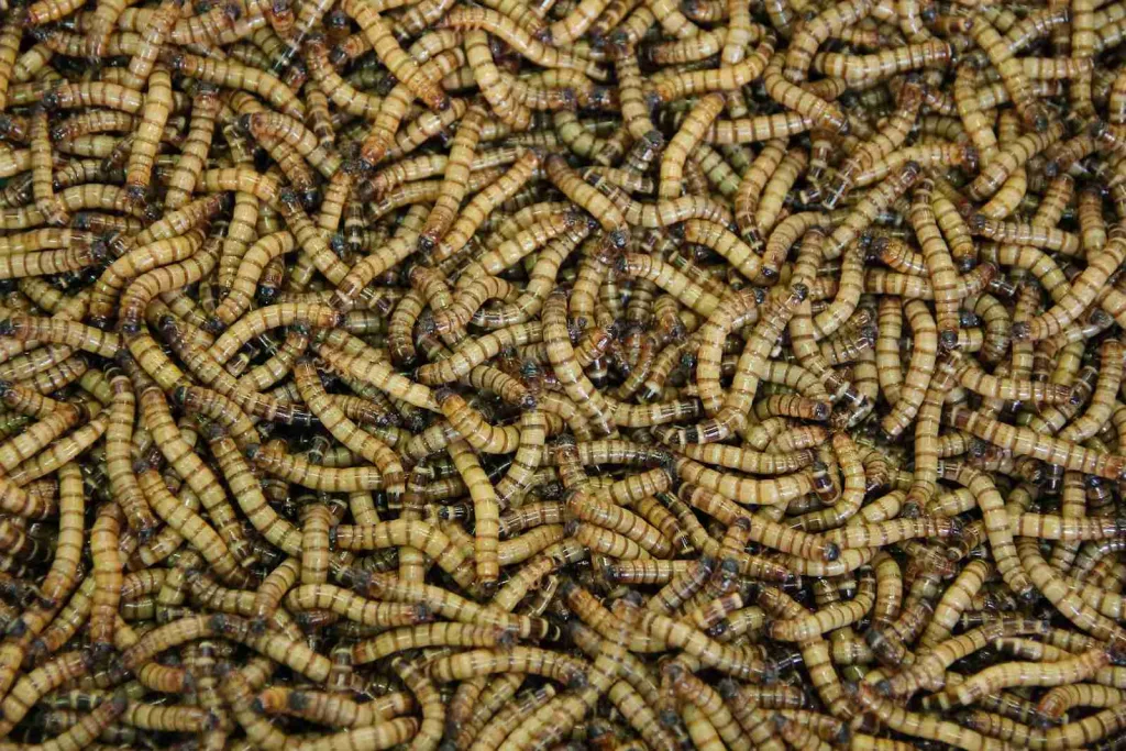 26 Fun Facts about Worms | Tiny Titans 5 brown rope in close up photography
