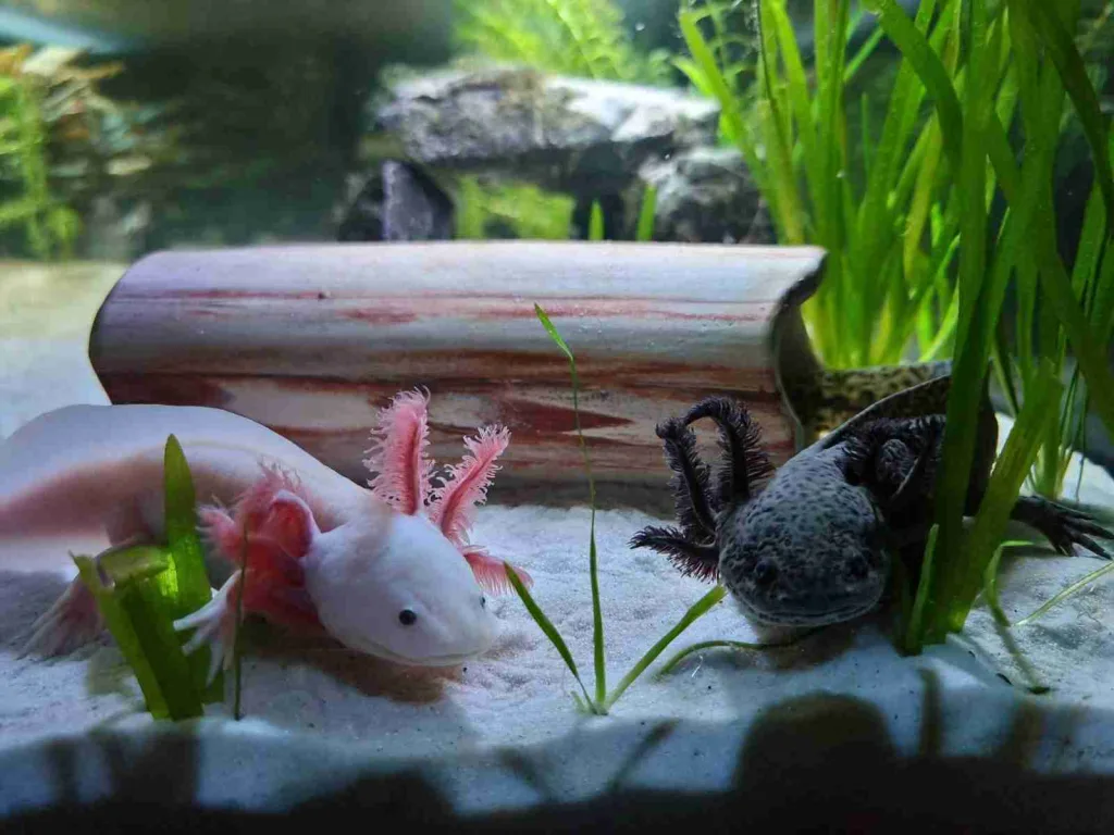 26 Fun Facts about Axolotl | Why They Never Grow Up 1 a couple of animals that are in some water : Fun Facts about Axolotl