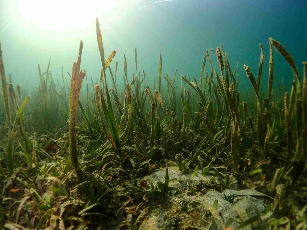 25 Fun Facts about Hammerhead Sharks | Weird Head Wonders 1 green grass on brown soil during daytime