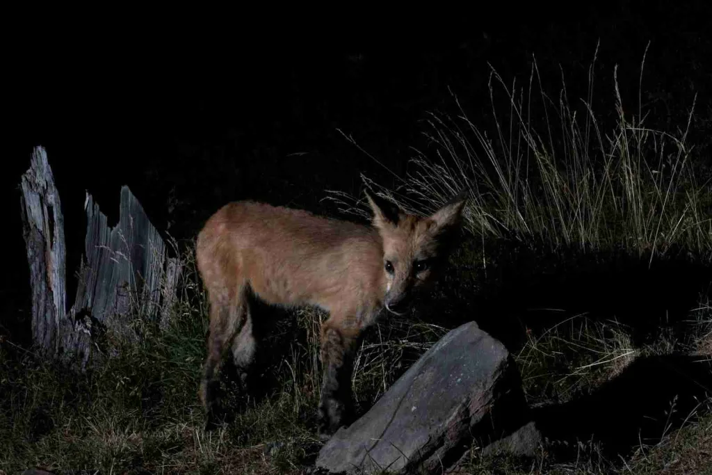 27 Fun Facts About Coyote | Expanding Territories 4 a fox standing in the grass