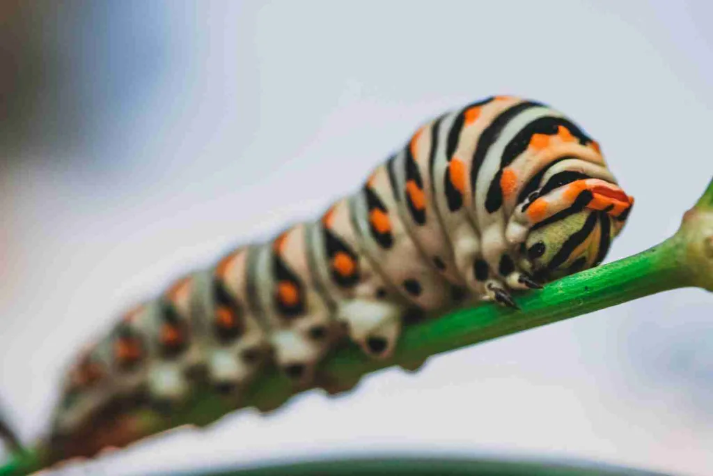 26 Fun Facts about Worms | Tiny Titans 4 close-up photo of orange and black striped caterpillar