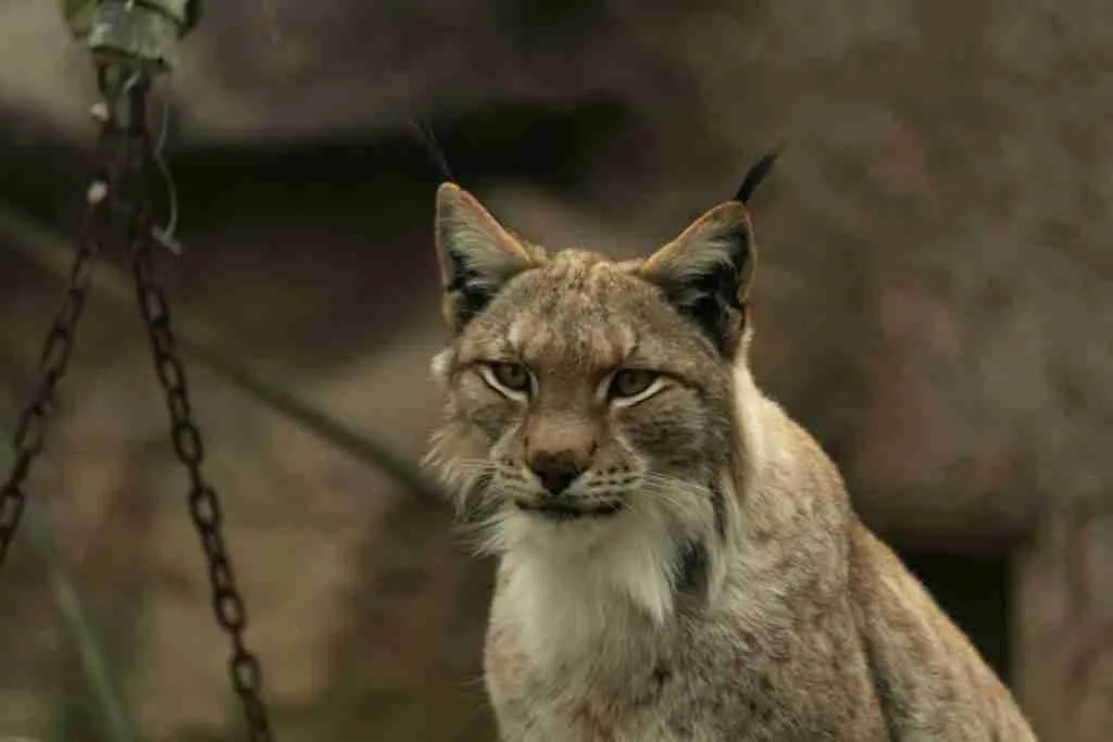 a close up of a cat on a chain