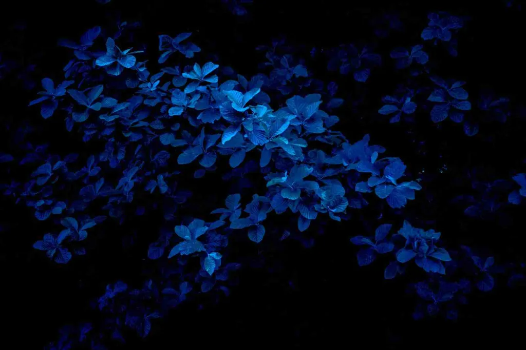24 Fun Facts About The Color Blue | Myth Busted 3 macro photography of blue flowers