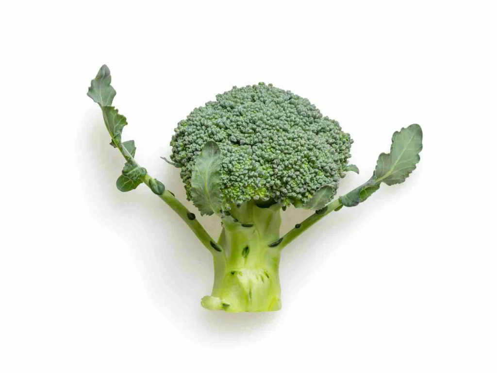 23 Fun Facts About Broccoli: The Ultimate Superfood 1 green broccoli on white background