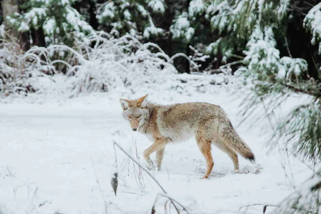 27 Fun Facts About Coyote | Expanding Territories 5 brown wolf walking on snow