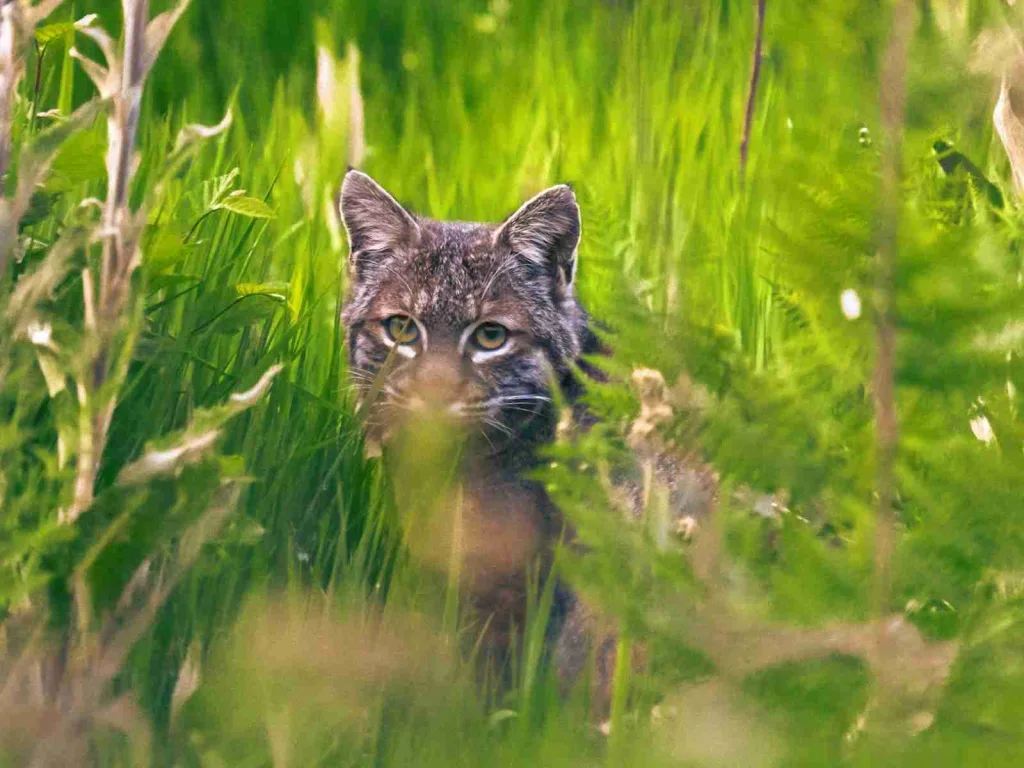 a close up of a cat in a field of grass
