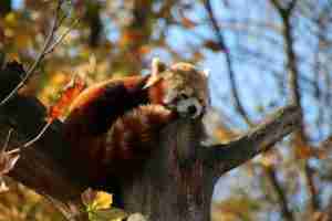 FUN FACTS ABOUT RED PANDAS DIET visual data 3