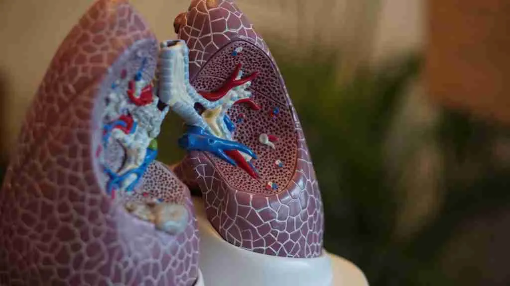 selective focus photography of anatomy lungs : 26 Fun Facts About The Respiratory System