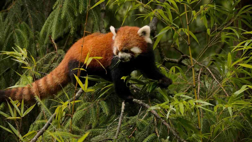 a red panda climbing up a tree branch