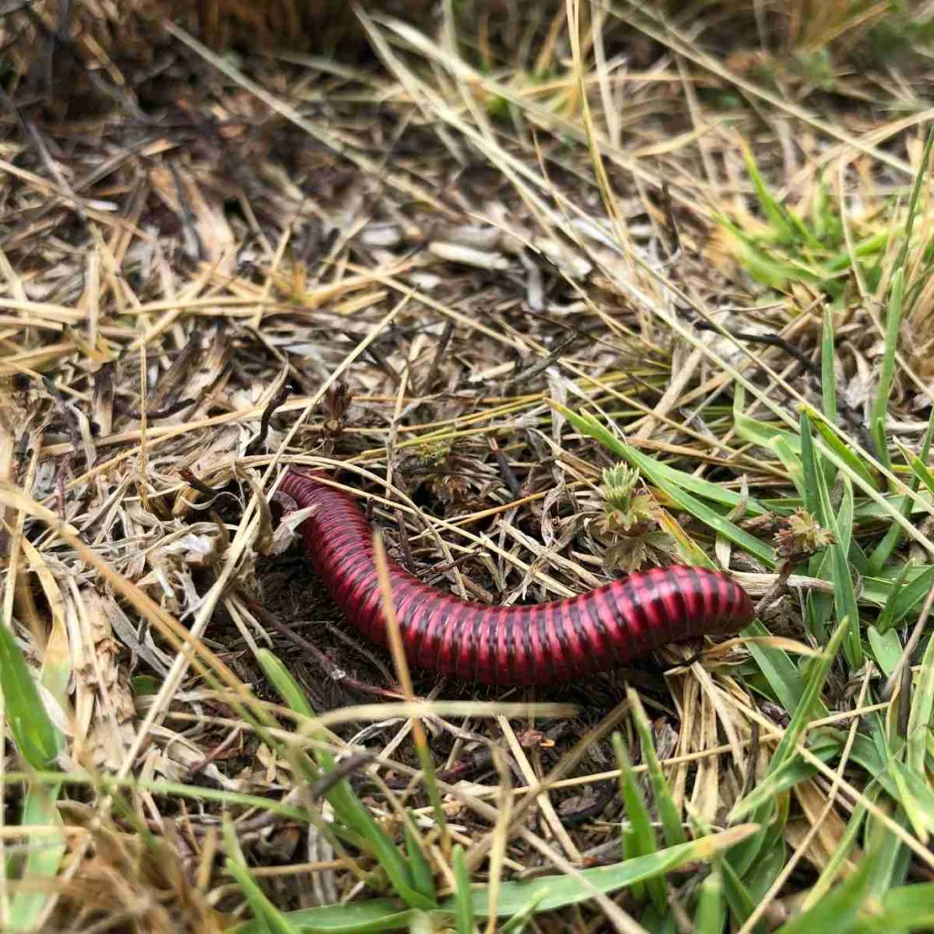 26 Fun Facts about Worms | Tiny Titans 3 red and black millipede on brown grass