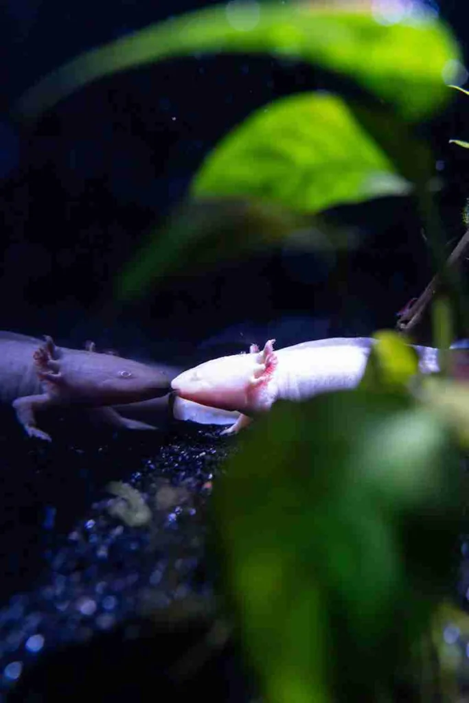 26 Fun Facts about Axolotl | Why They Never Grow Up 5 a fish that is swimming in some water