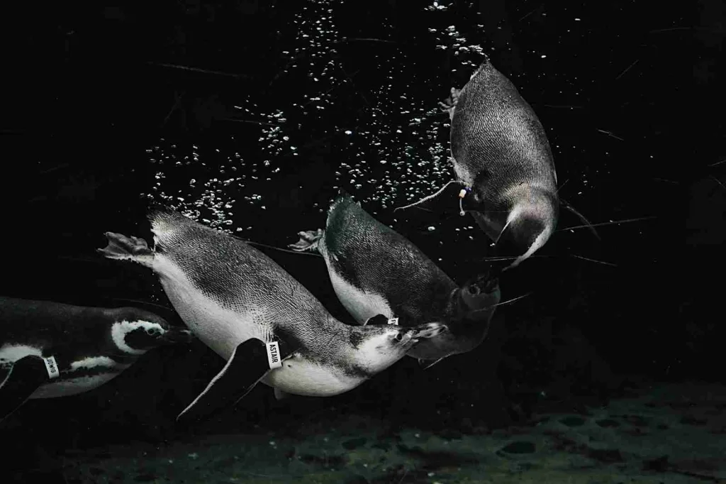 25 Fun Facts about Hammerhead Sharks | Weird Head Wonders 4 grayscale photo of penguins