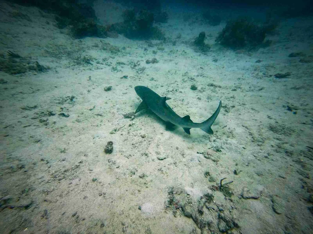 25 Fun Facts about Hammerhead Sharks | Weird Head Wonders 5 gray and black fish on white sand