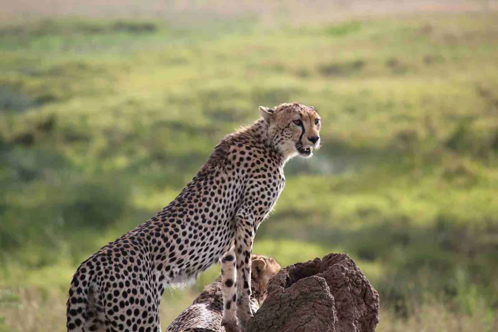 22 Fun Facts About a Cheetah | Speed and Grace 2 fun facts about a cheetah