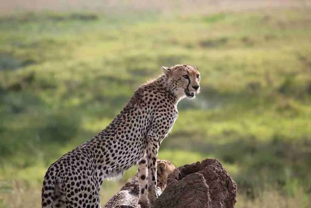 fun facts about a cheetah
