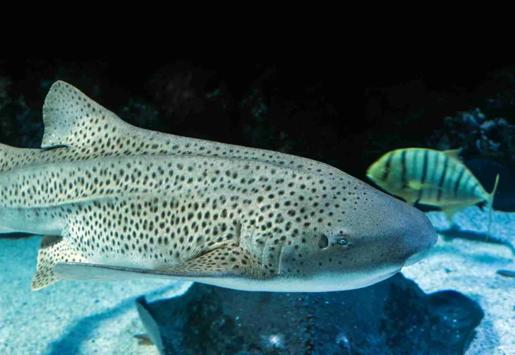 25 Fun Facts about Hammerhead Sharks | Weird Head Wonders 3 gray tiger shark swimming with yellow, white, and black striped fish