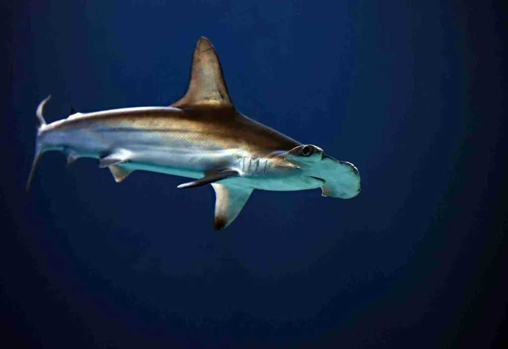 25 Fun Facts about Hammerhead Sharks | Weird Head Wonders 2 hammerhead shark