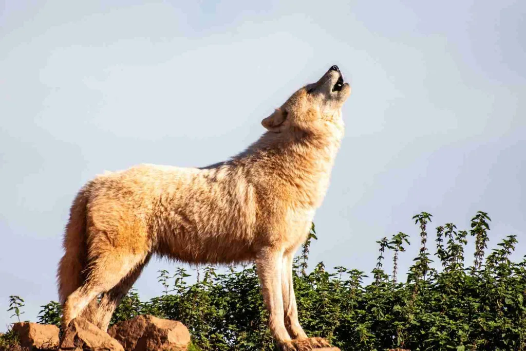 27 Fun Facts About Coyote | Expanding Territories 3 brown wolf standing boulder during daytime