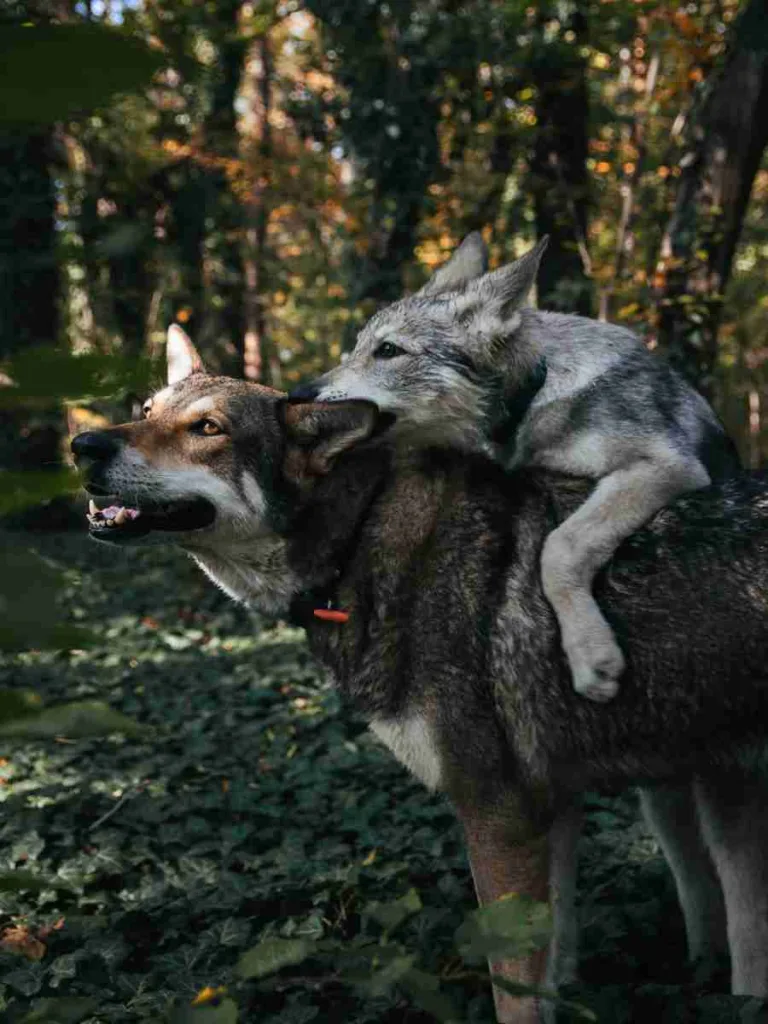 27 Fun Facts About Coyote | Expanding Territories 2 a wolf biting another wolf