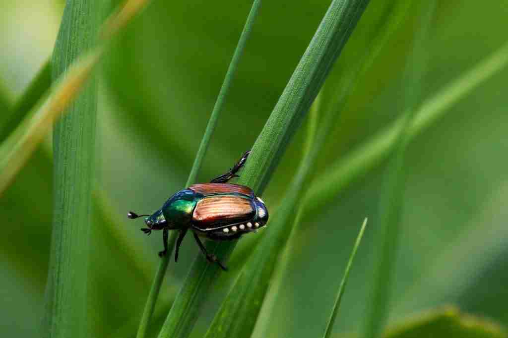 24 Fun Facts About June That Will Blow Your Mind (2025 Facts) 6 japanese beetle, beetle, insect