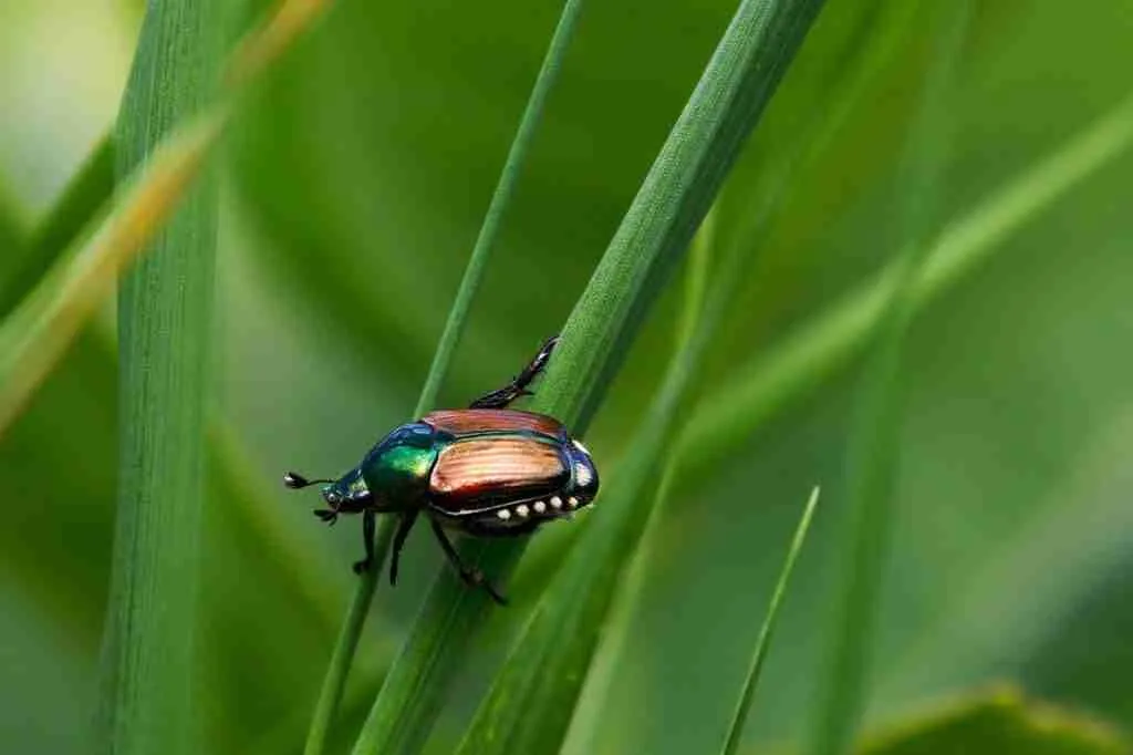 japanese beetle, beetle, insect