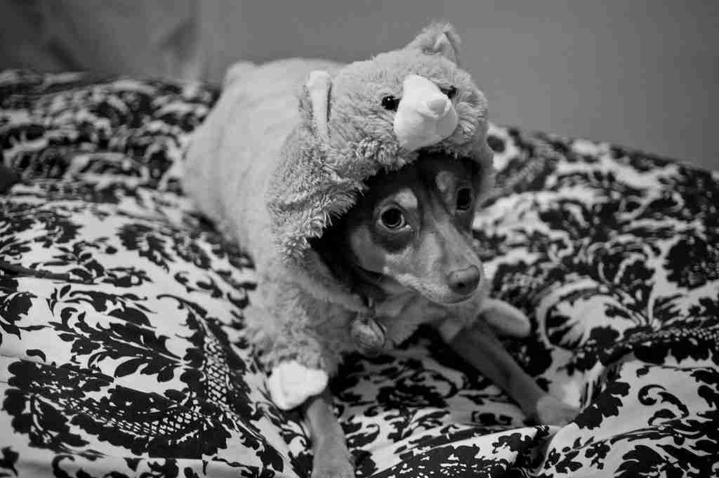 PET DRESSED