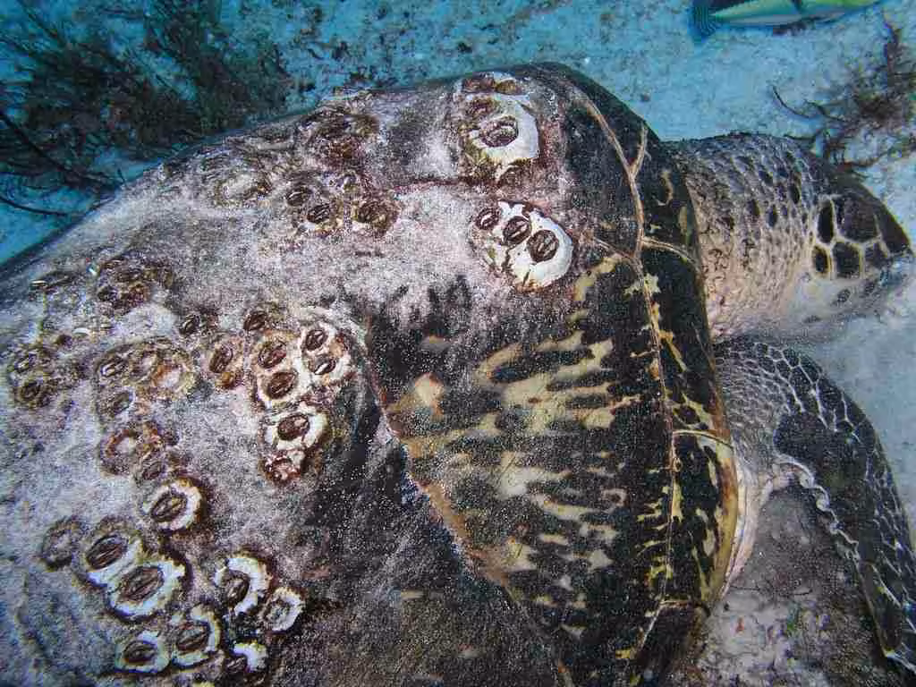 shell of sea turtle