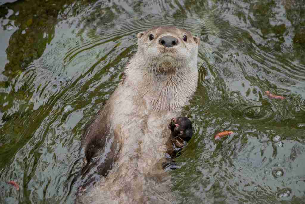 21 Fun Facts about Otters | Joyful Aquatic Lives 2 River otters