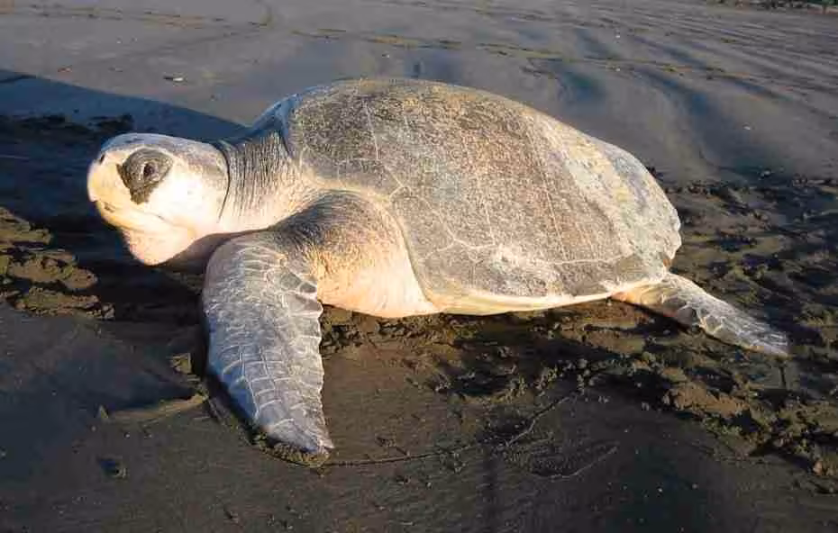 olivesea turtles