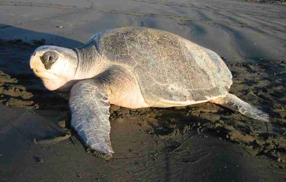 22 Fun Facts about Sea Turtle | Survival Secrets 4 olivesea turtles