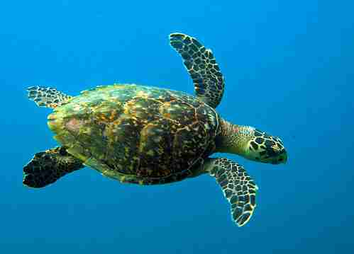 22 Fun Facts about Sea Turtle | Survival Secrets 3 Green sea turtles