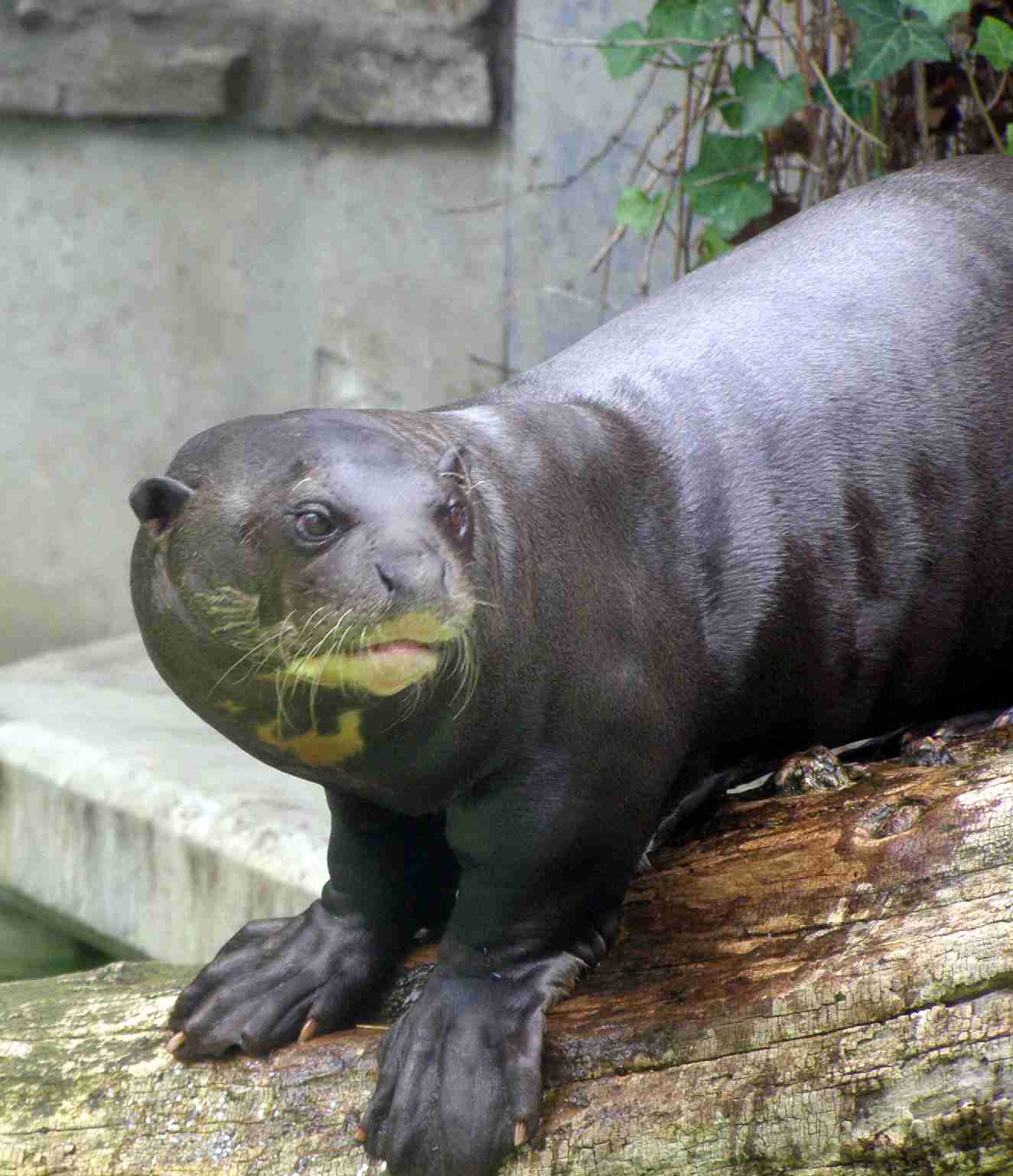 21 Fun Facts about Otters | Joyful Aquatic Lives 1 Giant otters : Fun Facts about Otters